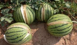 山东网红吃瓜真实的视频,趣味横生一幕幕